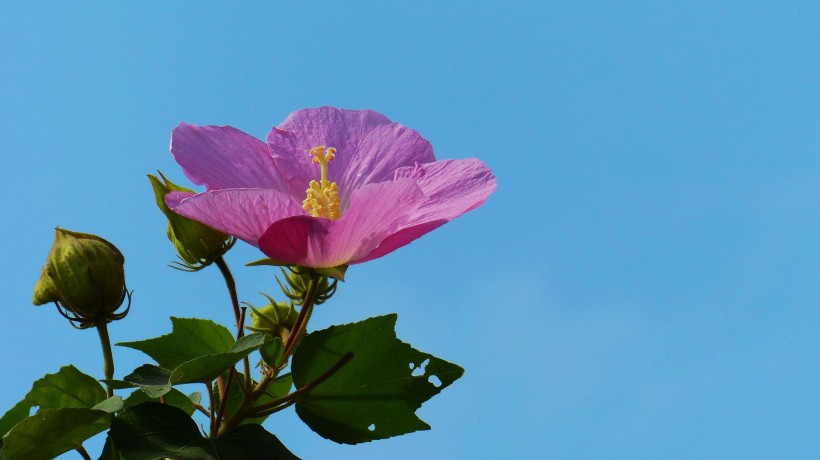 芙蓉花图片