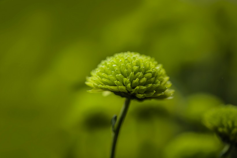 綠菊花圖片