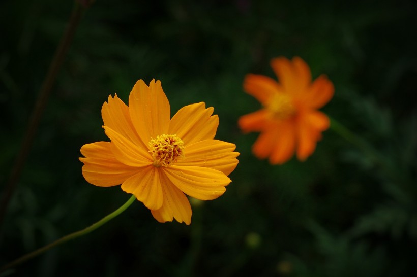 金色硫华菊图片