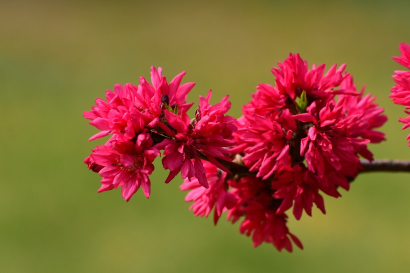 菊花桃图片