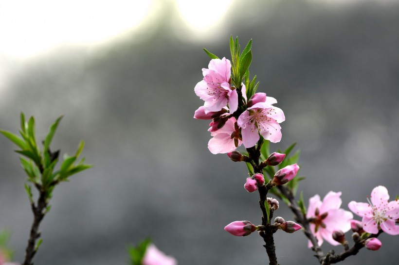 粉色桃花圖片