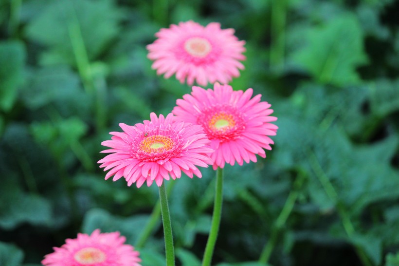 非洲菊花卉图片