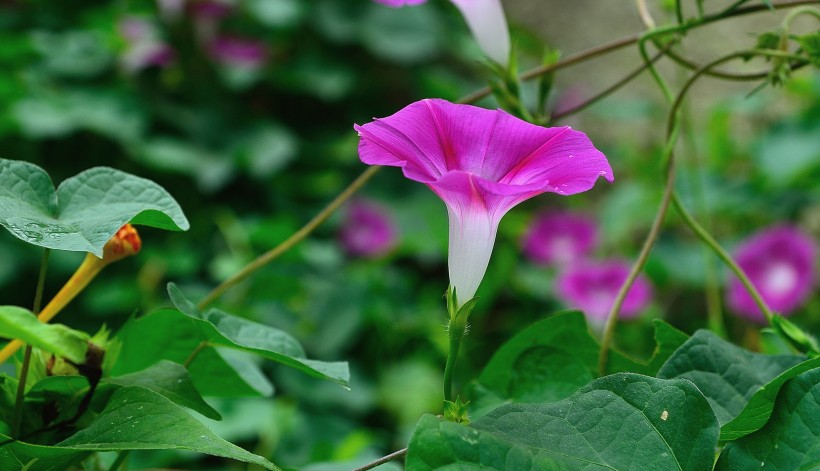 牵牛花图片