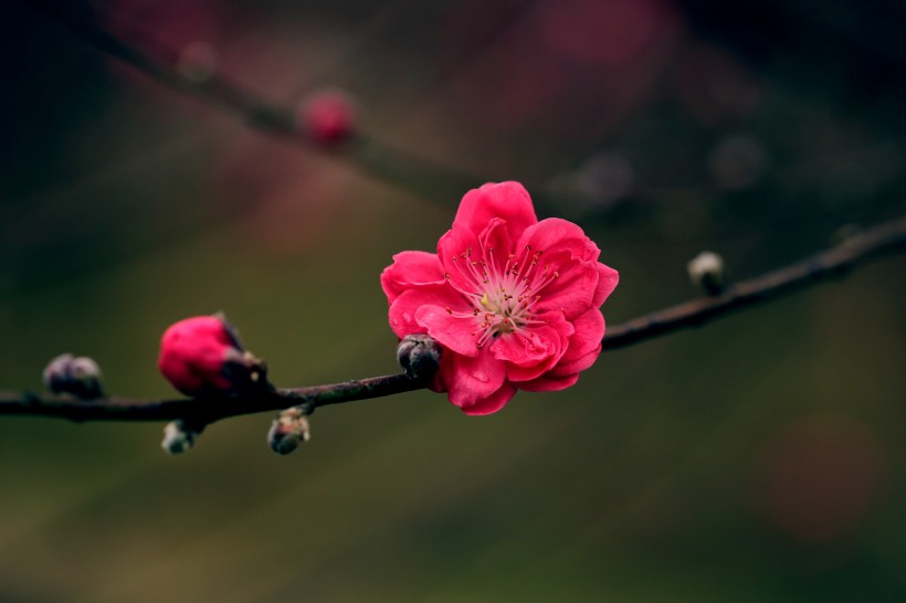 艷麗的桃花圖片