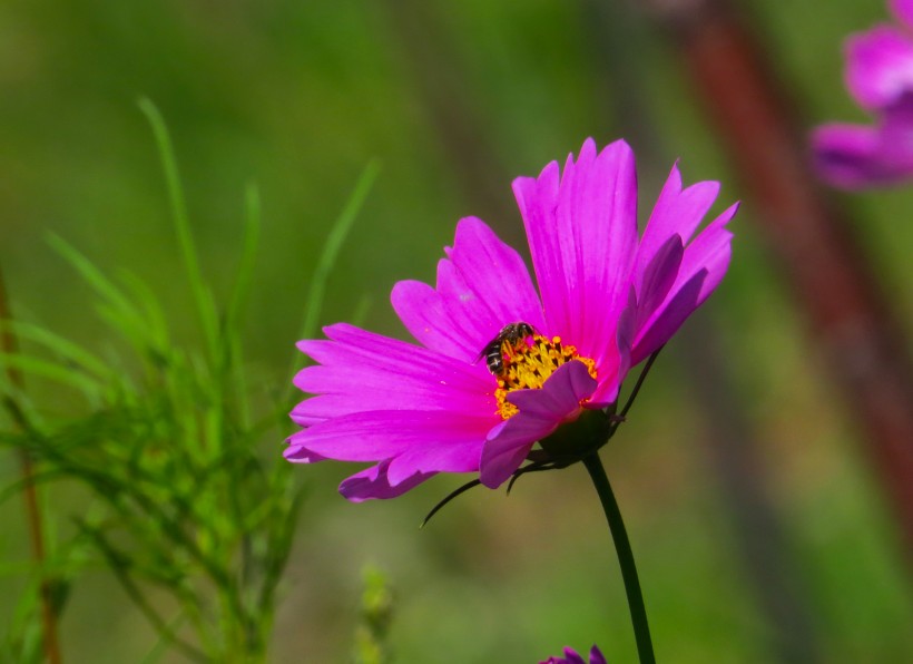 格桑花图片