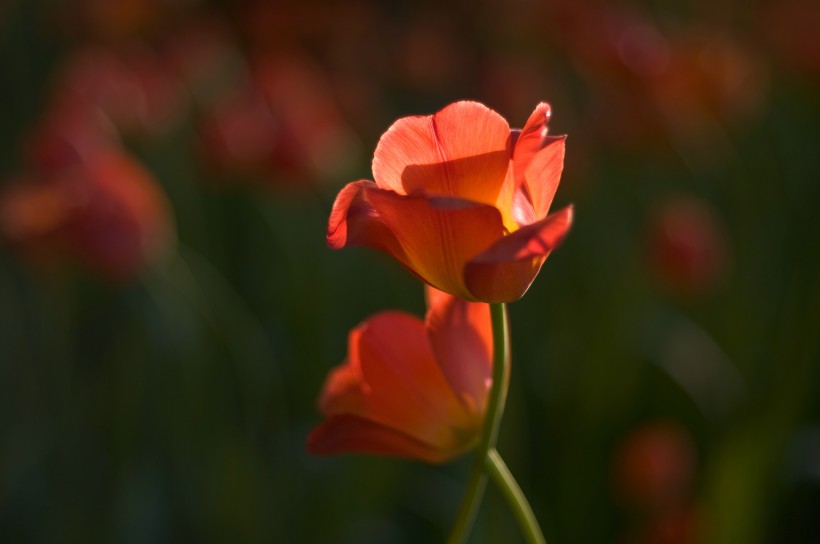 郁金香花卉图片