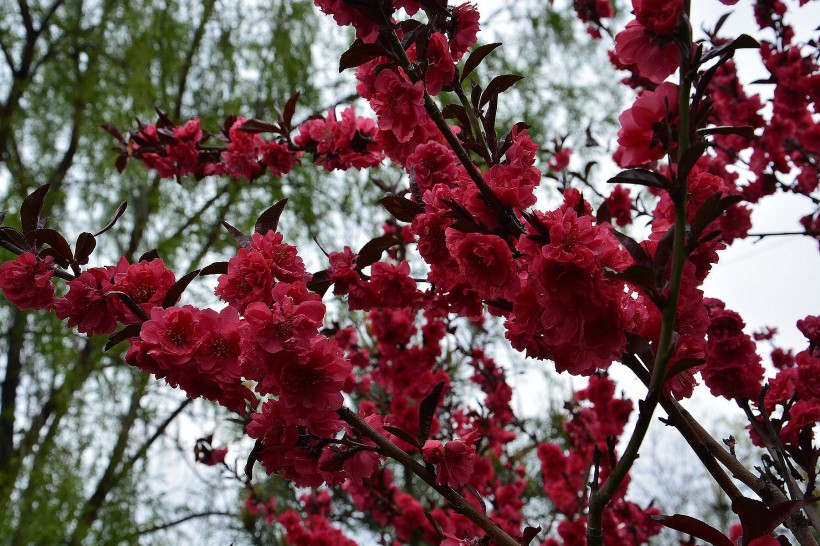 紅色桃花圖片