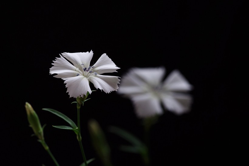 白色石竹花图片