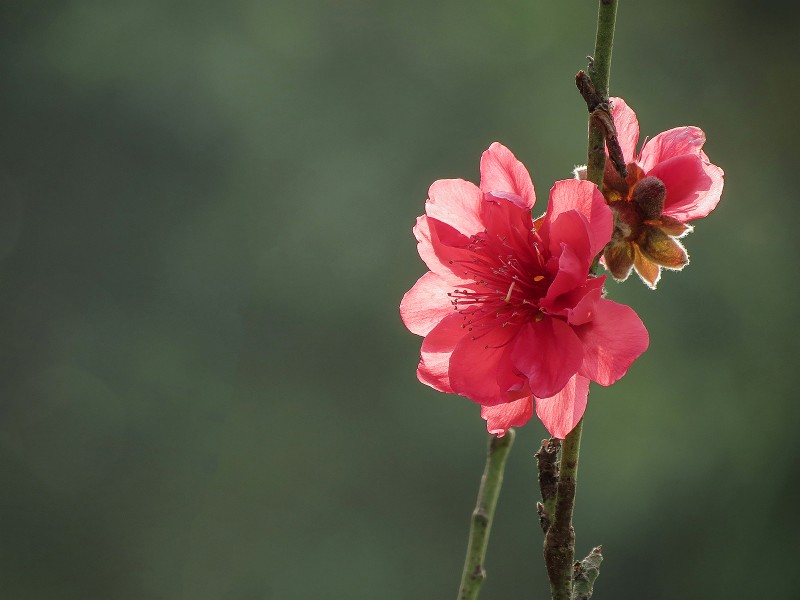 艳丽的桃花图片