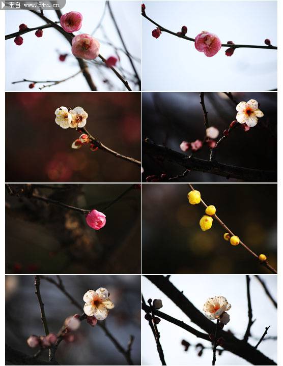 春天盛开的梅花高清图片