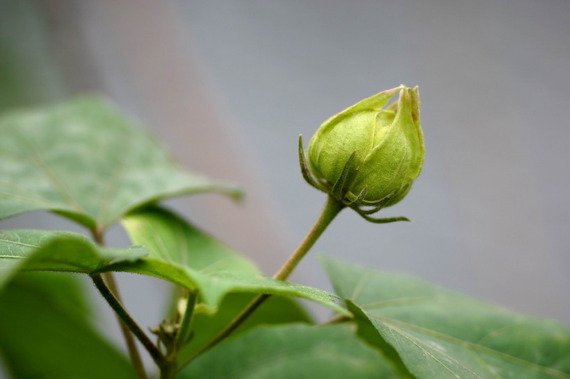 白色和粉色的芙蓉花图片