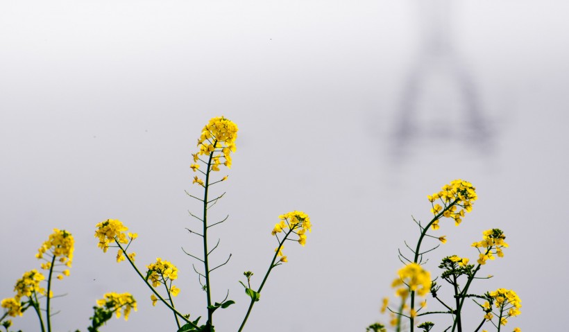 金黄色的油菜花图片