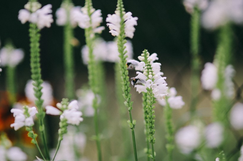 花園里的花花草草圖片