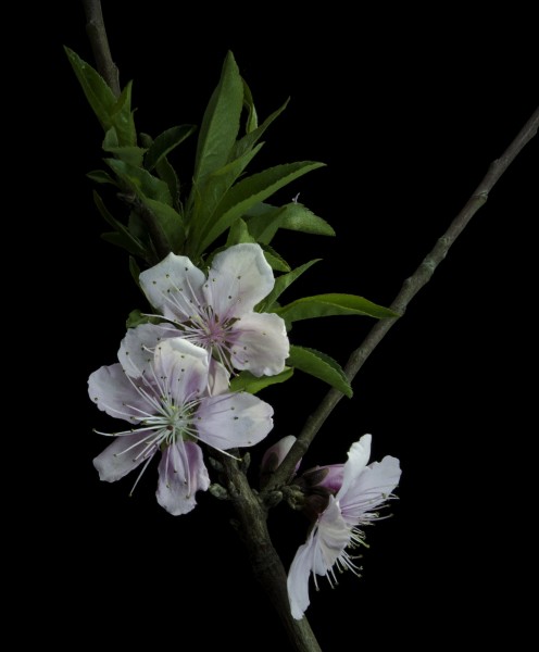 粉色桃花图片