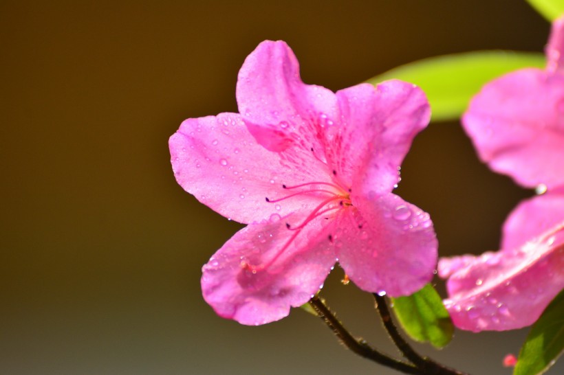 杜鵑花圖片