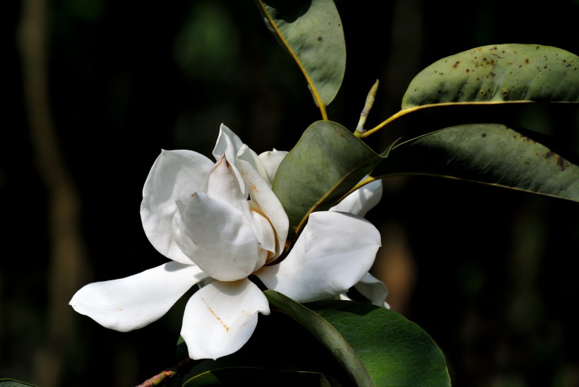 含笑花圖片 