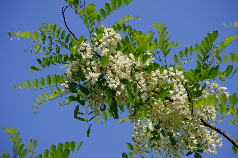 槐花圖片