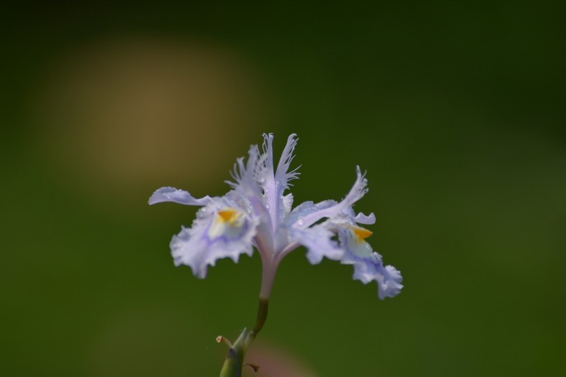 鸢尾花图片