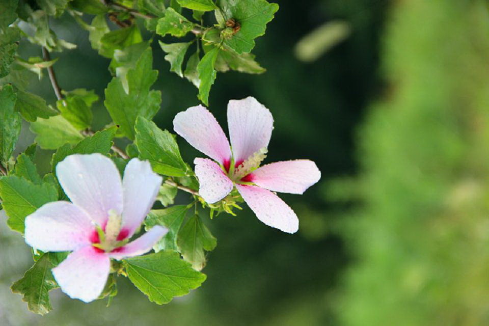 小清新木槿花