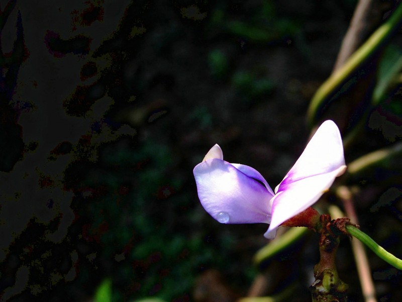 豆角花圖片