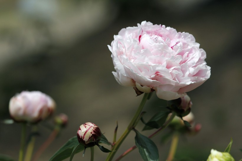 芍药图片