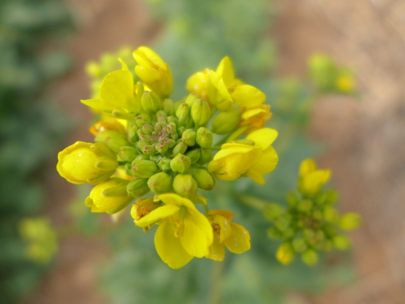 黄色油菜花图片