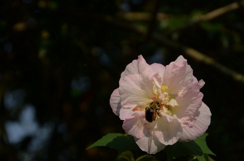 木芙蓉花卉图片