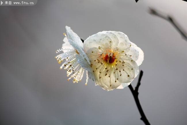 冬天綻放的白色梅花圖片