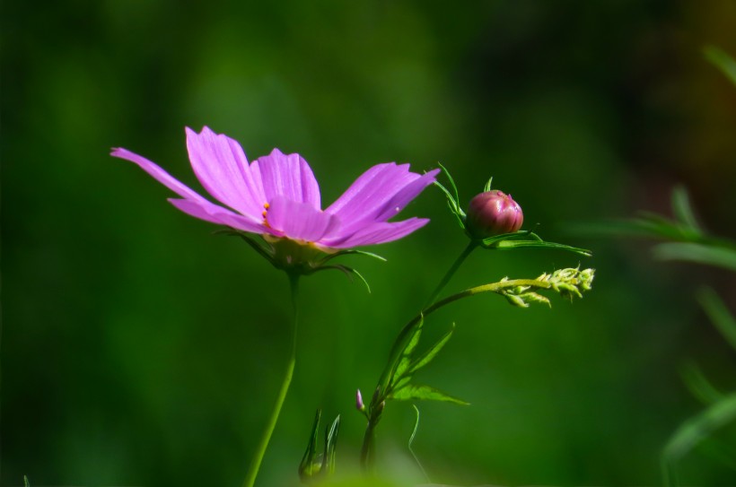 格桑花图片