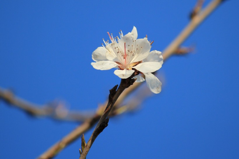 灿烂的桃花图片