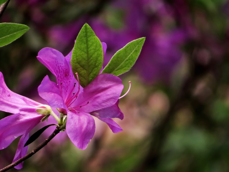 杜鵑花圖片