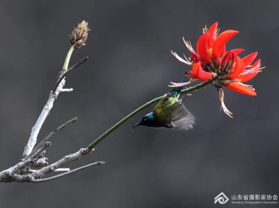 龙牙花与花蜜鸟