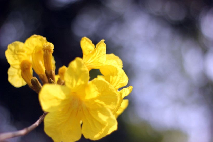 黃花風(fēng)鈴木圖片