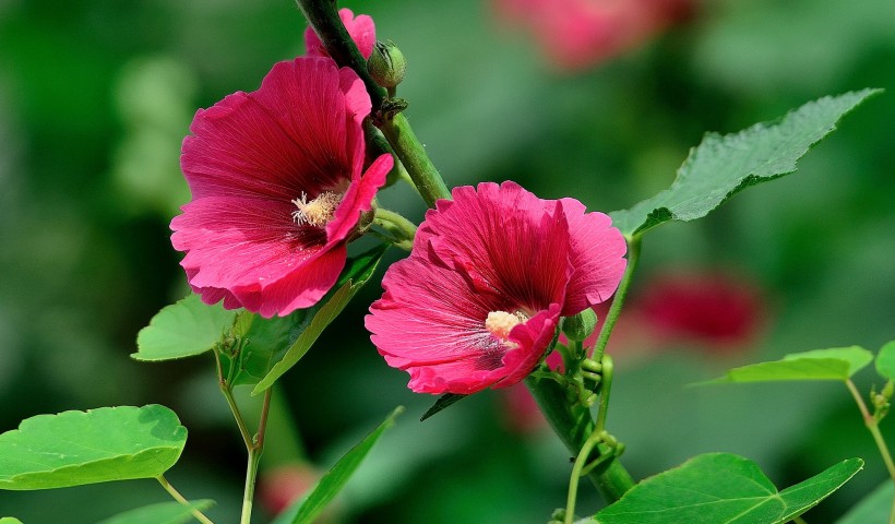 蜀葵花图片