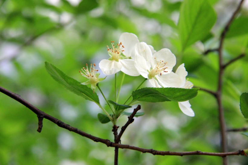 海棠花圖片