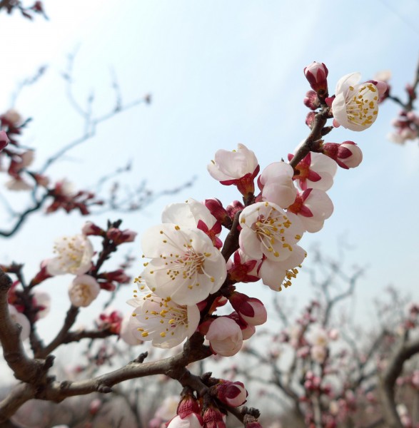 白色杏花圖片