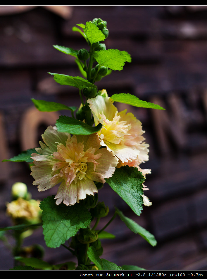 舜華舜英繽紛夏日木槿花