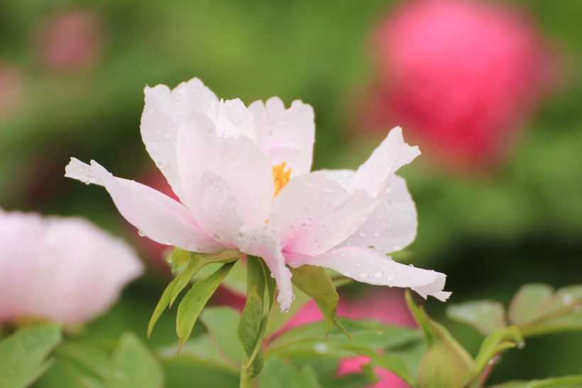 雨后牡丹花图片