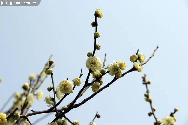 含笑迎風(fēng)的梅花樹高清圖片