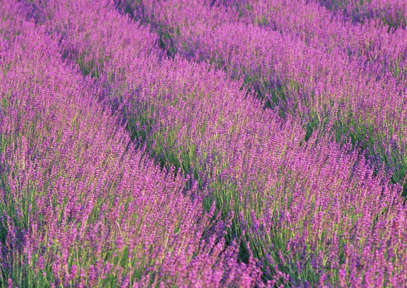 薰衣草花田圖片