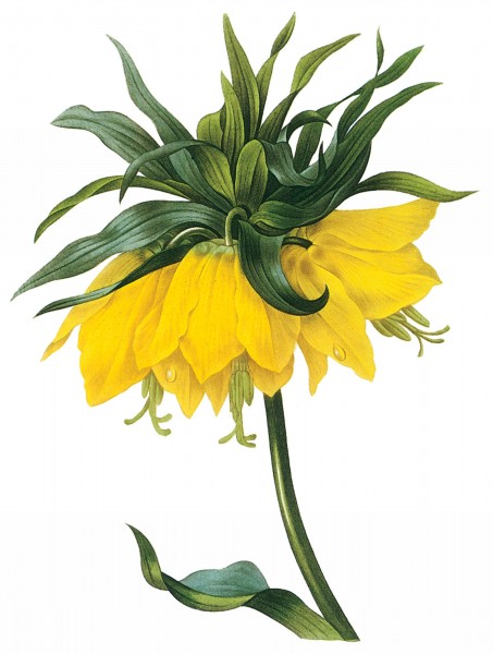 国外大师手绘黄色花朵图片