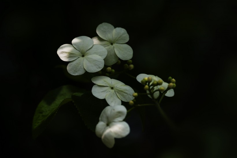 洁白的琼花图片