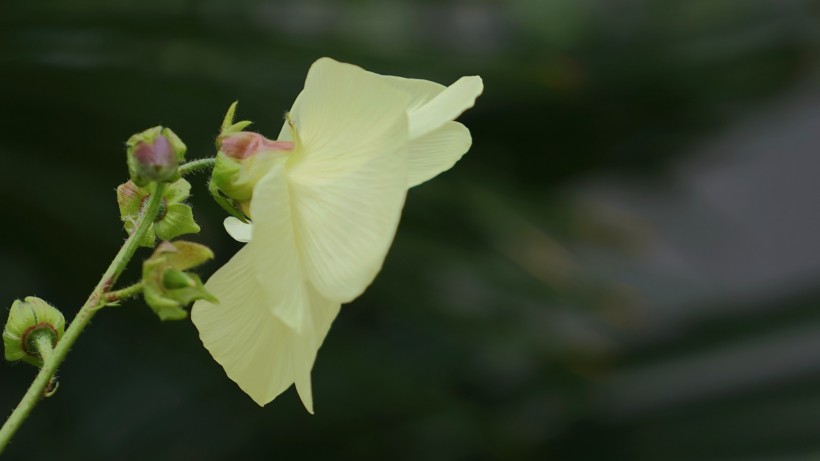 大蜀葵花图片