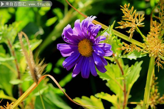 一朵紫色的野菊花图片