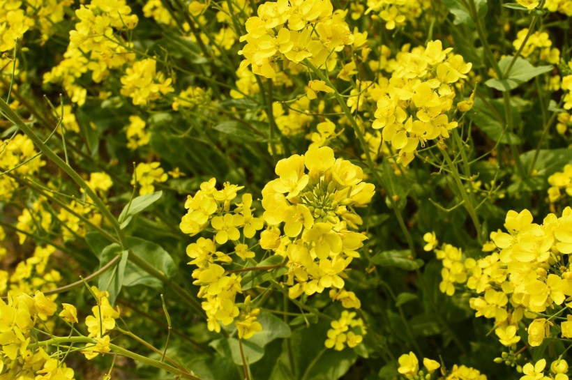 黃色油菜花圖片