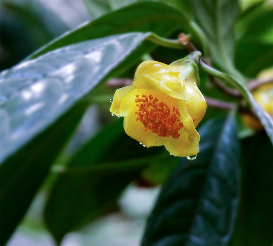 中國(guó)稀有植物金茶花圖片