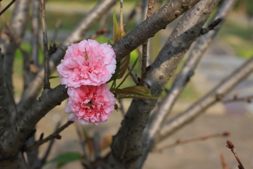 粉色樱花图片