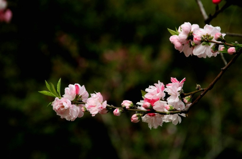 粉面桃花图片