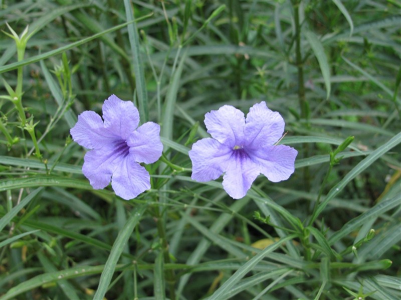 藍花草