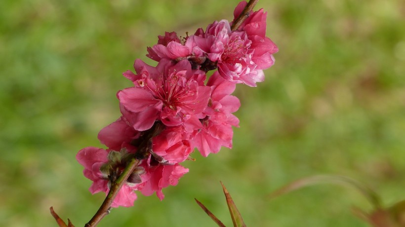 桃花图片